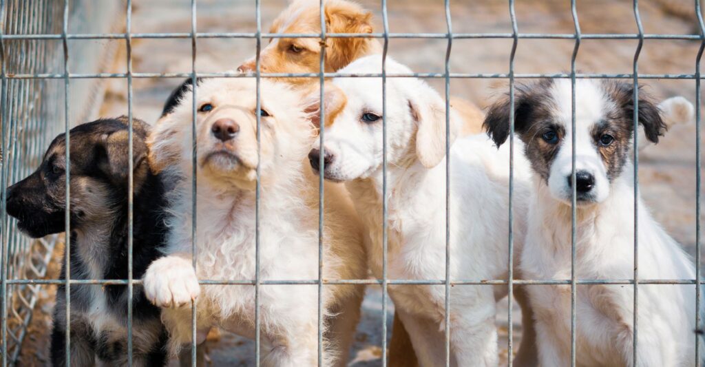 albergue de animales